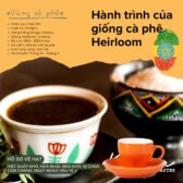 Cà Phê Gió Xưa ETHIOPIA W.YIRGACHEFFE G1- Sơ chế Wash